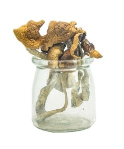 Mungus – Aztec Gods Magic Mushrooms (PREMIUM)