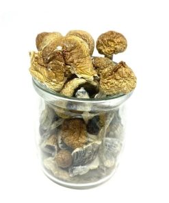 Mungus – Hawaiian Blue Meanies Magic Mushroom